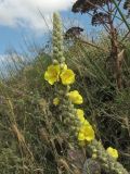 Verbascum macrurum. Верхушка соцветия с бутонами, цветками и завязями. Греция, о-в Крит, ном Ханья (Νομός Χανίων), дим Киссамос (Κίσσαμος), рудеральное местообитание между сельскохозяйственными угодьями и просёлочной дорогой. 20 июня 2017 г.