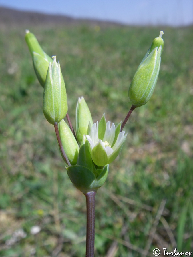 Изображение особи Cerastium perfoliatum.