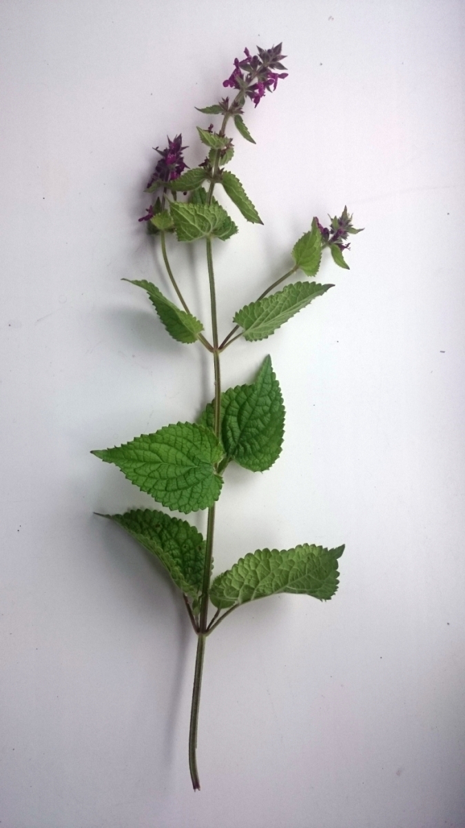 Image of Stachys sylvatica specimen.