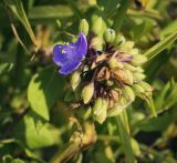 Tradescantia virginiana. Соцветие. Крым, Сакский р-н, окр. пос. Прибрежное, газон. 10.08.2017.