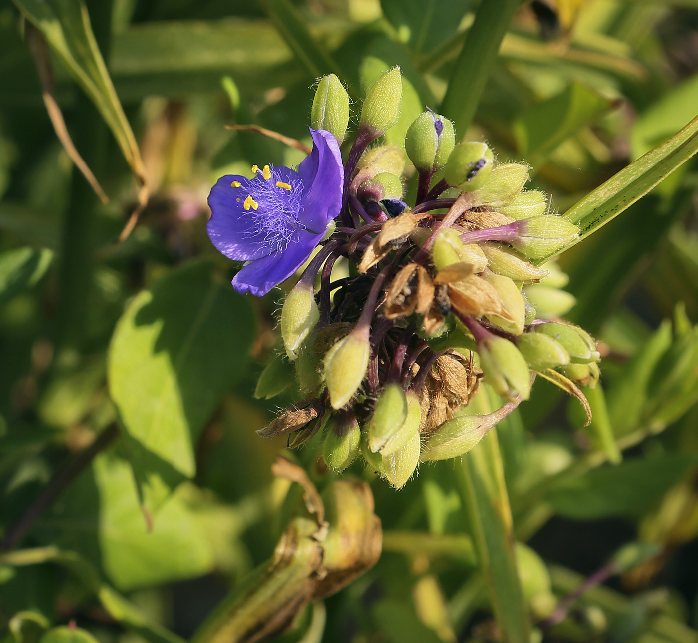 Изображение особи Tradescantia virginiana.