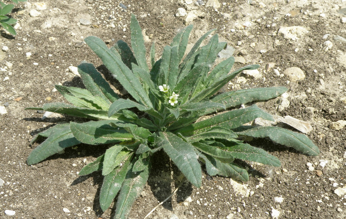 Изображение особи Nonea lutea.