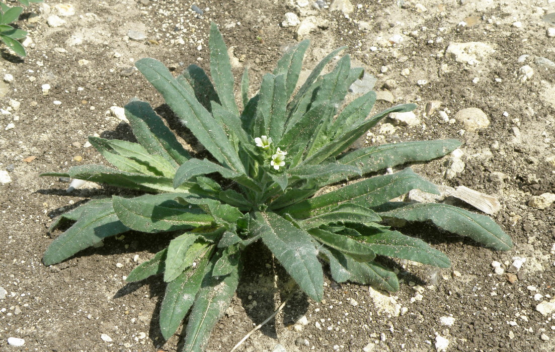 Image of Nonea lutea specimen.