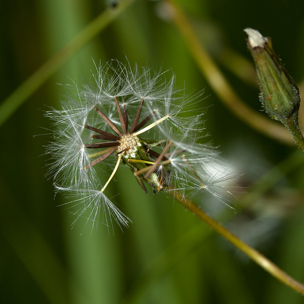 Изображение особи Crepis praemorsa.