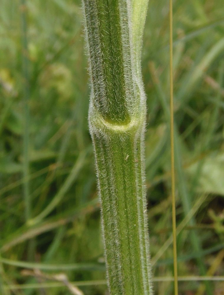 Изображение особи Pastinaca clausii.