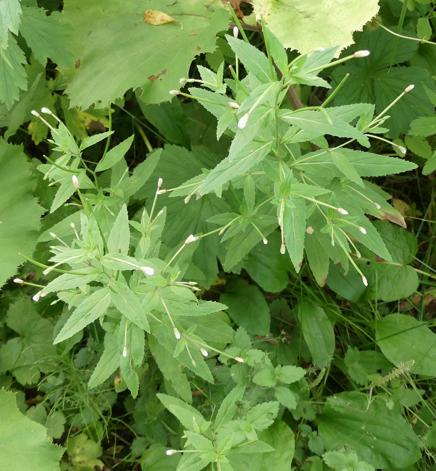 Изображение особи Epilobium pseudorubescens.