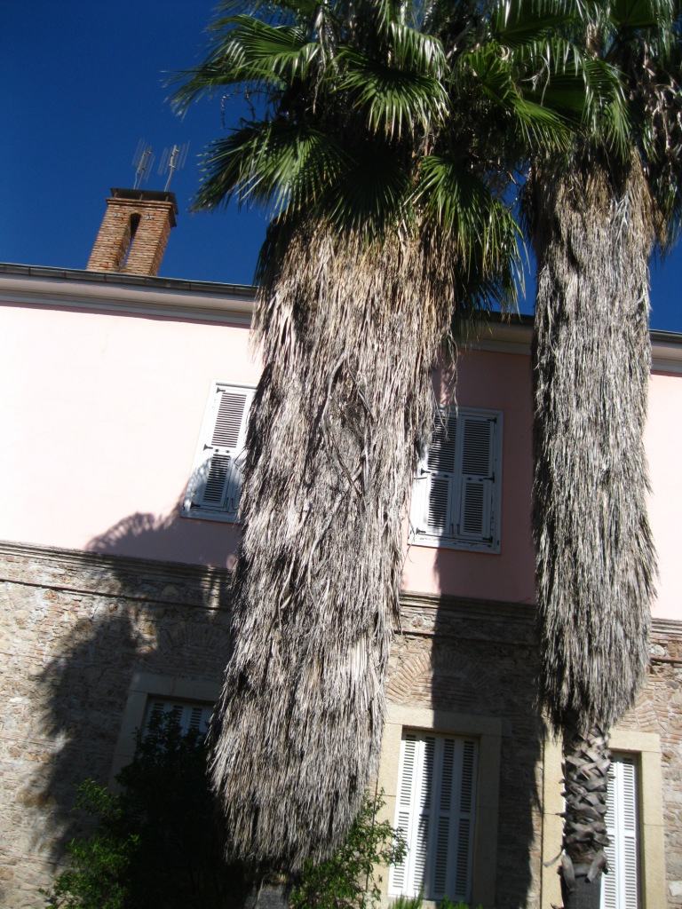 Image of Washingtonia robusta specimen.