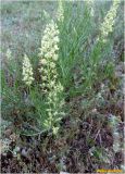 Reseda lutea