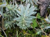 Euphorbia seguieriana. Верхушка побега. Украина, г. Николаев, Заводской р-н, парк \"Лески\", опушка соснового леса. 23.12.2017.
