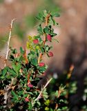 Berberis sibirica. Верхушка побега с плодами. Монголия, аймак Увс, перевал Улаан-Даваа, ≈ 1700 м н.у.м., каменистый сухой склон. 11.06.2017.