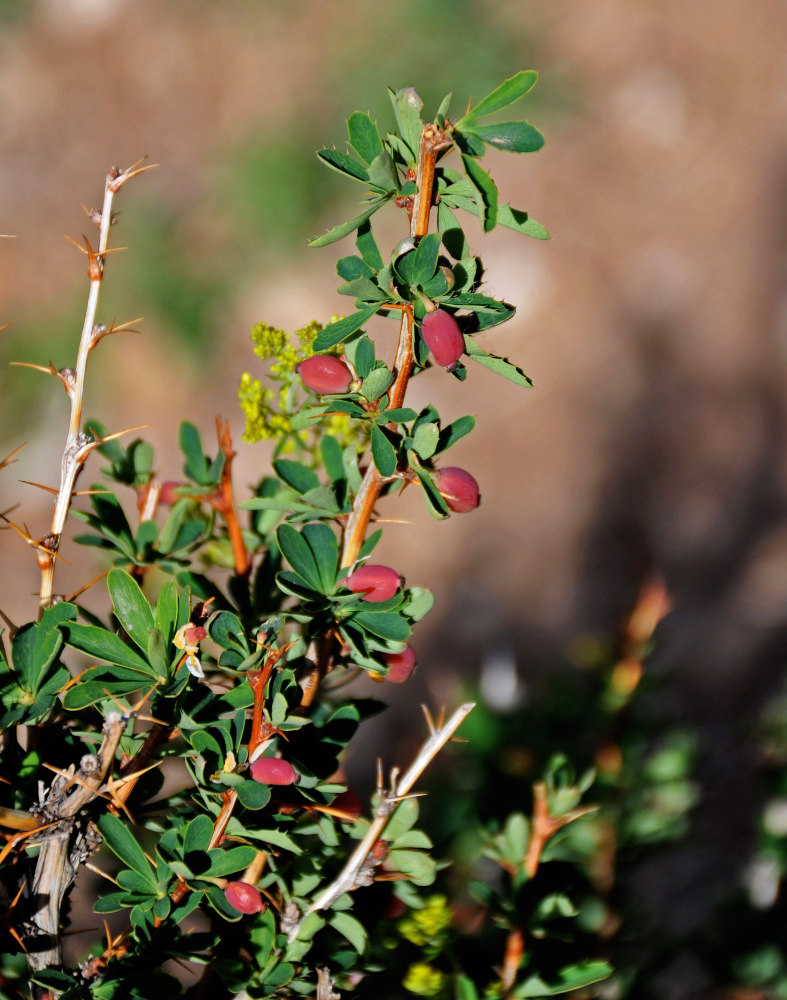 Image of Berberis sibirica specimen.