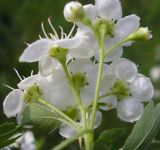 Crataegus monogyna