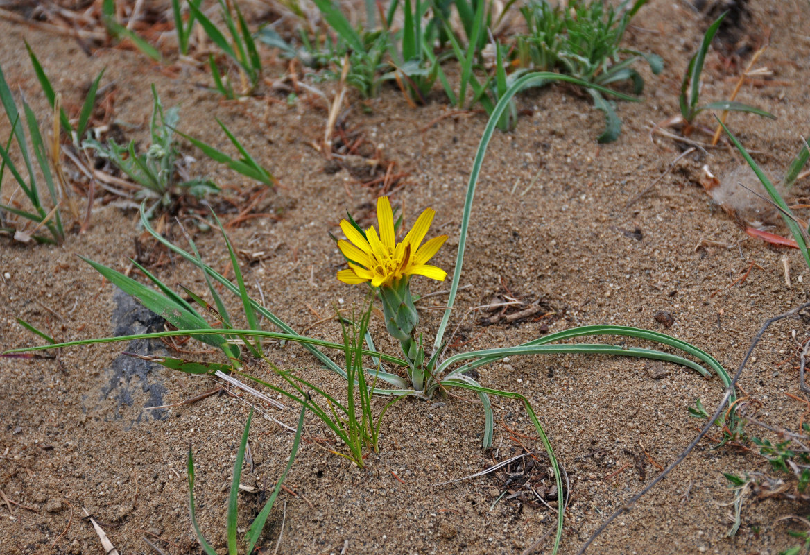 Image of genus Scorzonera specimen.