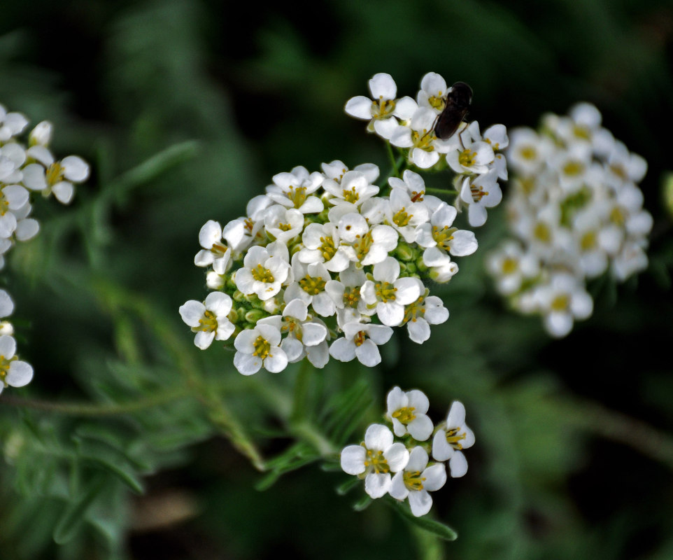 Изображение особи Smelowskia alba.