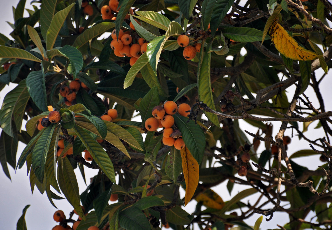 Image of Eriobotrya japonica specimen.