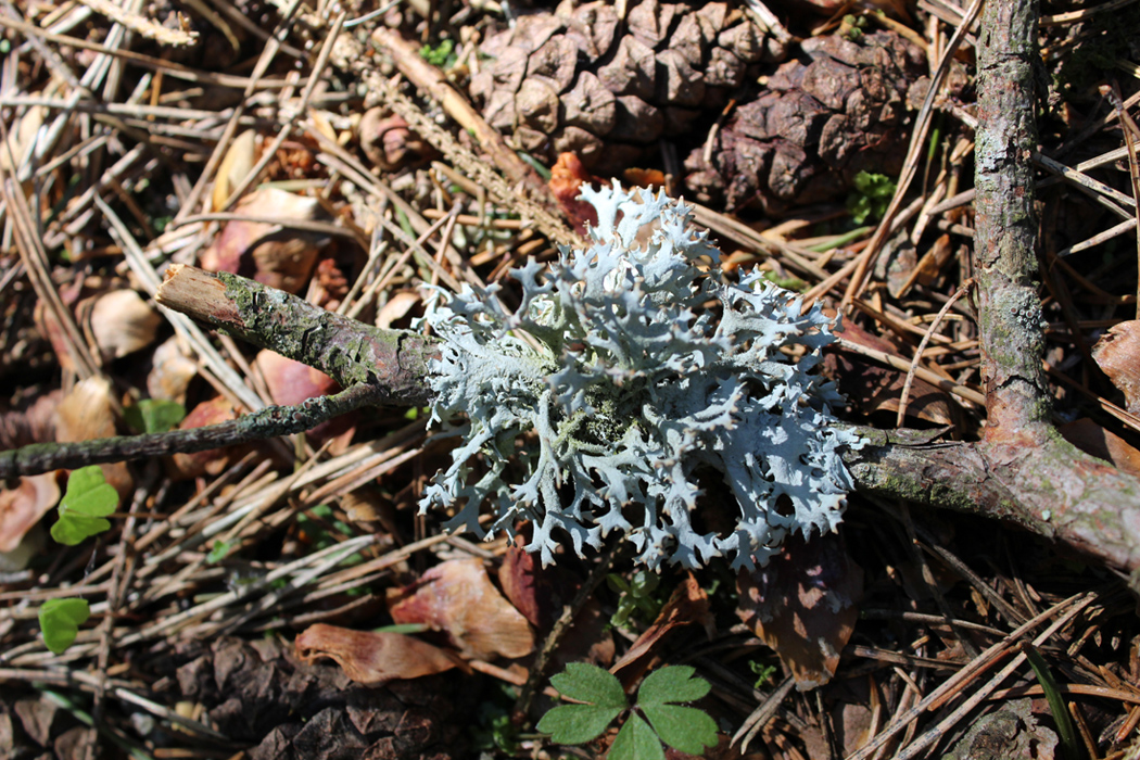 Image of division Ascomycota specimen.