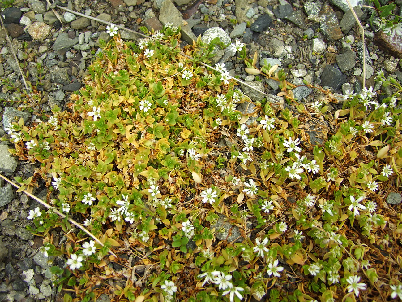 Image of Stellaria humifusa specimen.