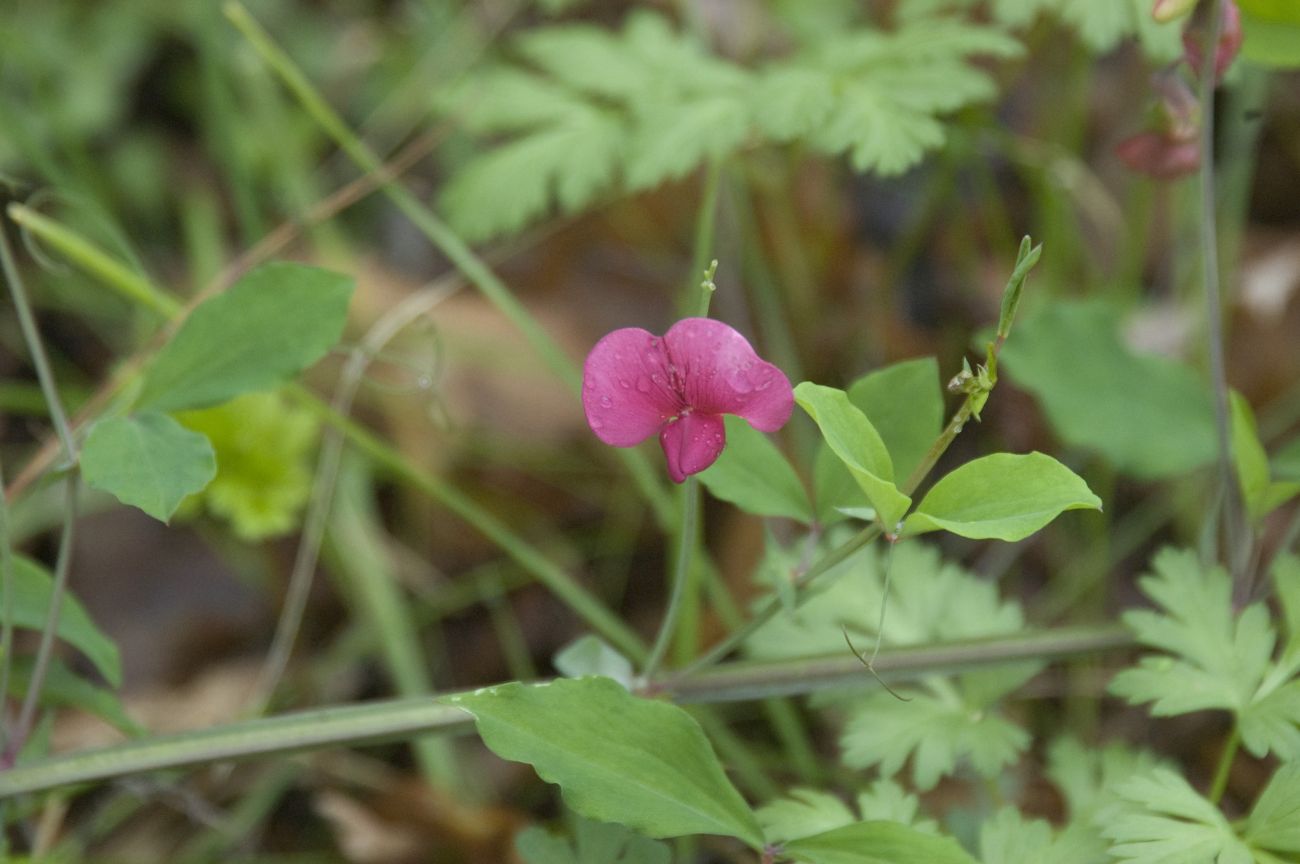 Изображение особи Lathyrus rotundifolius.