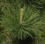 род Pinus