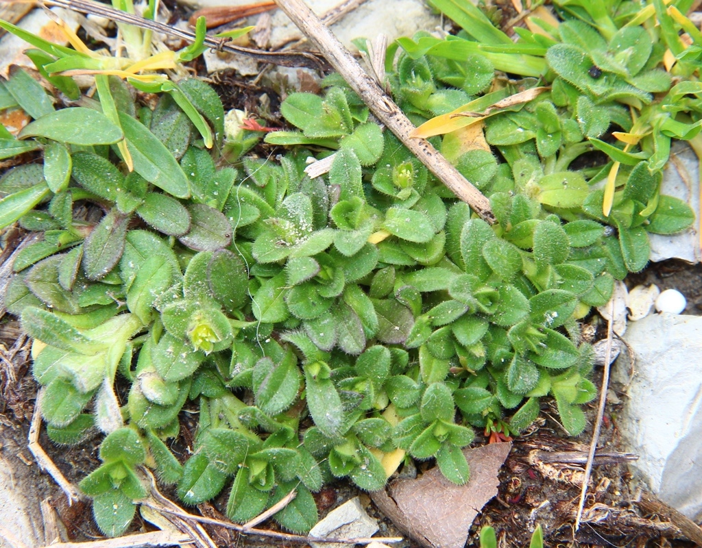 Image of Cerastium semidecandrum specimen.