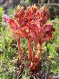 Orobanche subspecies xanthostigma