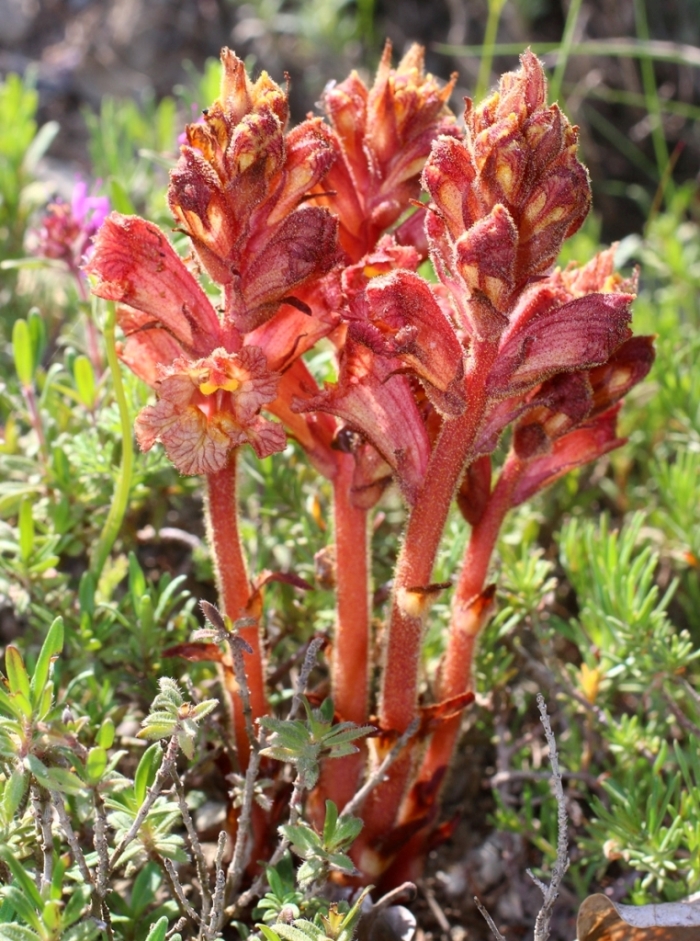 Image of Orobanche alba ssp. xanthostigma specimen.