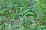 Allium victorialis. Листья. Кабардино-Балкария, Эльбрусский р-н, Терскольский лес. 27.05.2013.