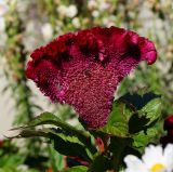 Celosia cristata