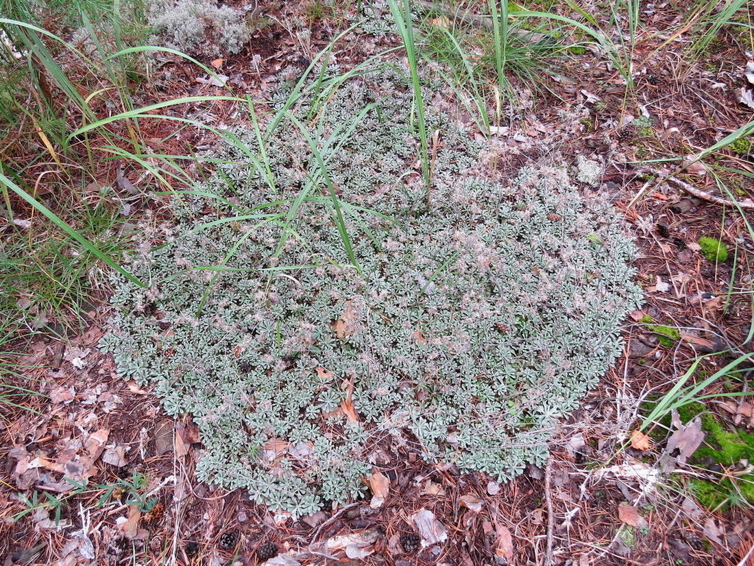 Изображение особи Antennaria dioica.