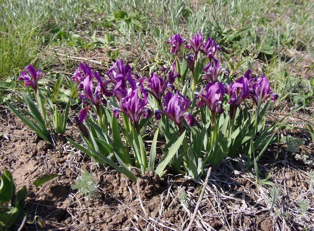 Image of Iris pumila specimen.