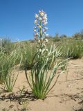 Eremurus anisopterus