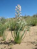 Eremurus anisopterus. Цветущее растение. Казахстан, Южное Прибалхашье, пустыня Таукум, барханные полузакрепленные пески. 2 мая 2018 г.