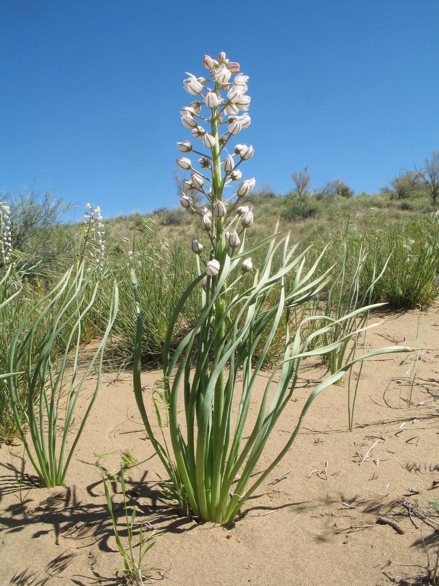 Изображение особи Eremurus anisopterus.