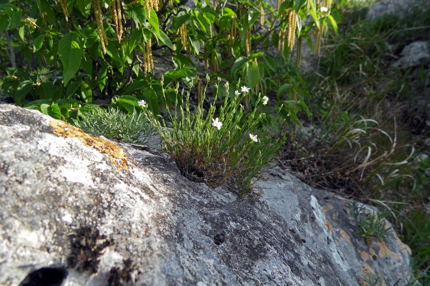 Image of Minuartia buschiana specimen.