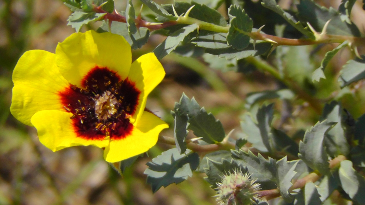 Image of Rosa berberifolia specimen.