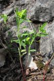 Euphorbia taurinensis. Цветущие растения. Крым, Байдарская долина, каменистый склон в светлом можжевеловом лесу. 15 мая 2010 г.