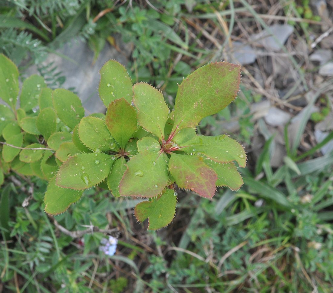 Изображение особи Berberis vulgaris.