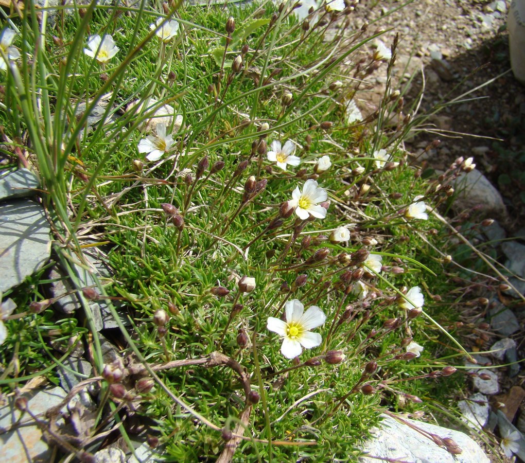 Image of Eremogone talassica specimen.