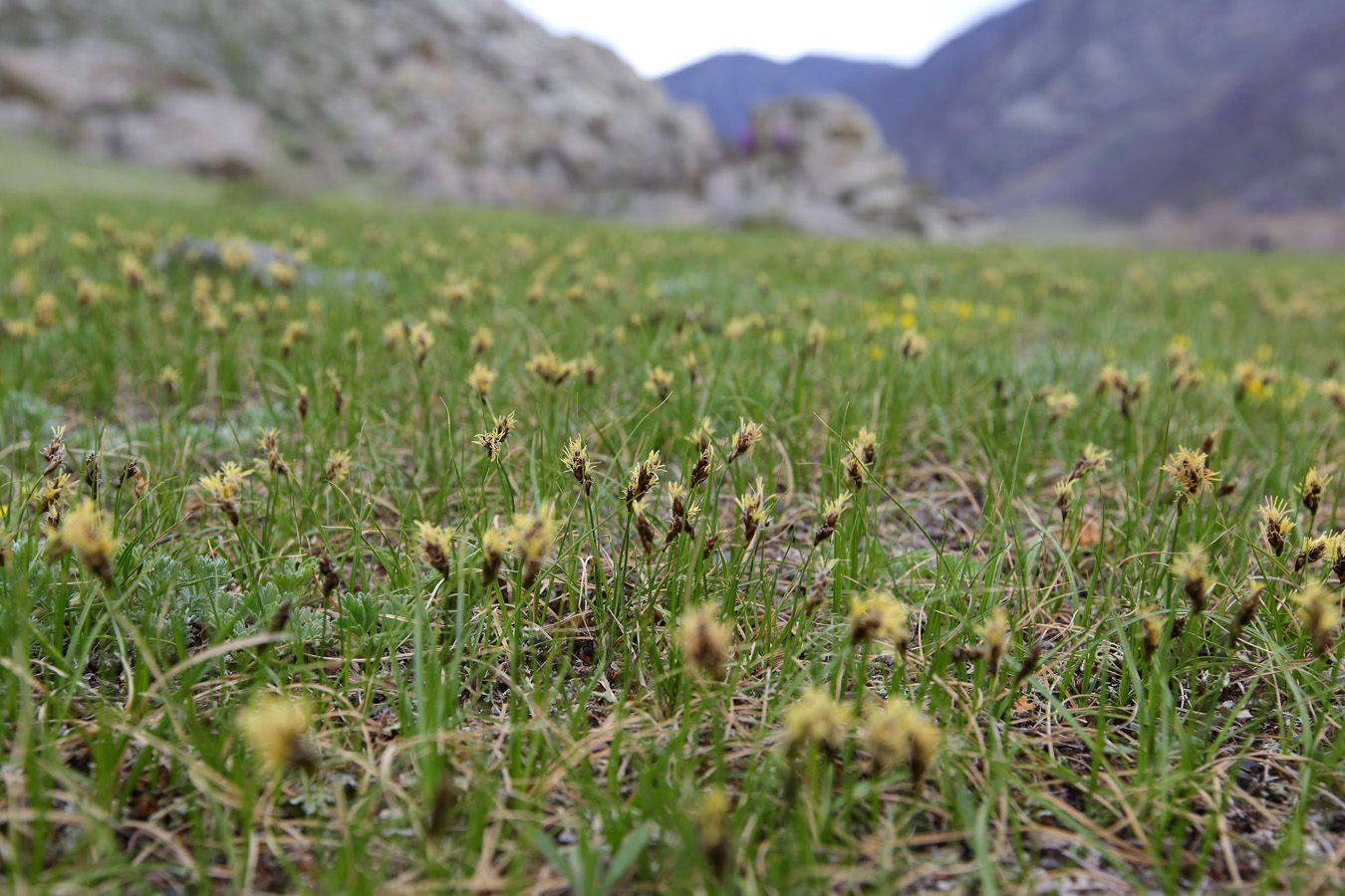 Image of genus Carex specimen.