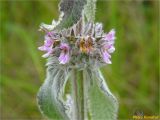 Stachys germanica. Соцветие. Украина, Ивано-Франковская обл., окр. г. Долина, придорожный луг. 17.06.2018.