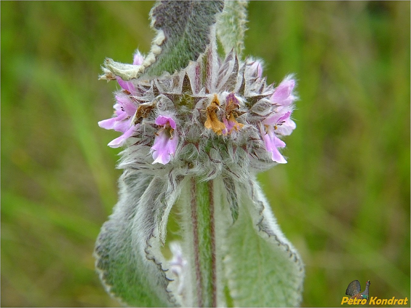 Изображение особи Stachys germanica.