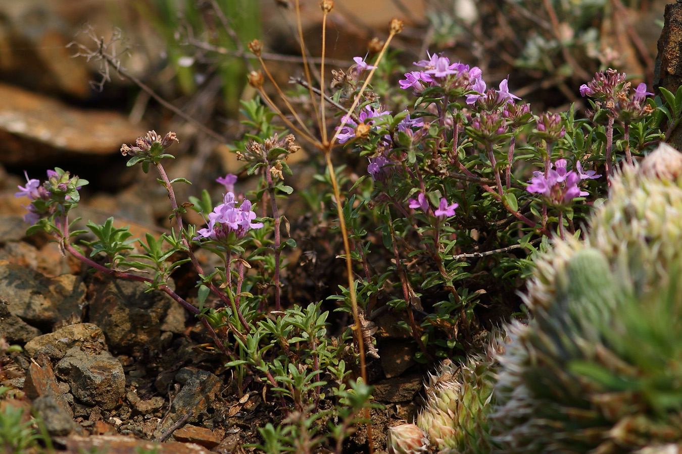 Изображение особи род Thymus.