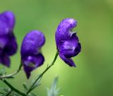 Aconitum × stoerkianum