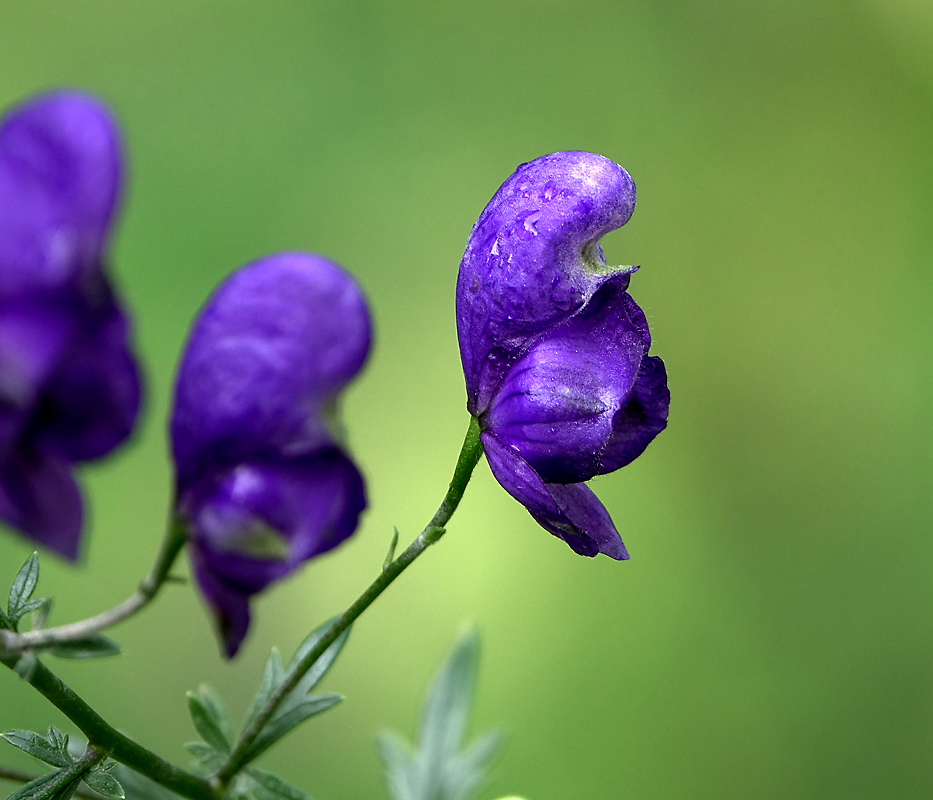 Изображение особи Aconitum &times; stoerkianum.