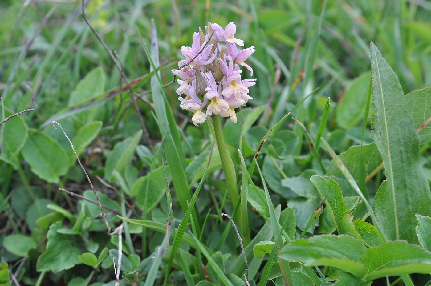 Изображение особи Dactylorhiza romana ssp. georgica.