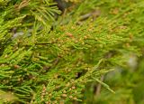 Juniperus sabina