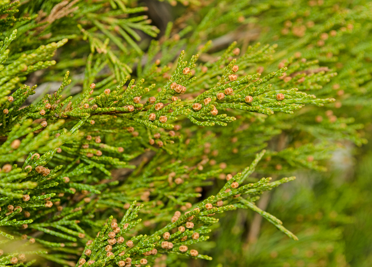 Image of Juniperus sabina specimen.