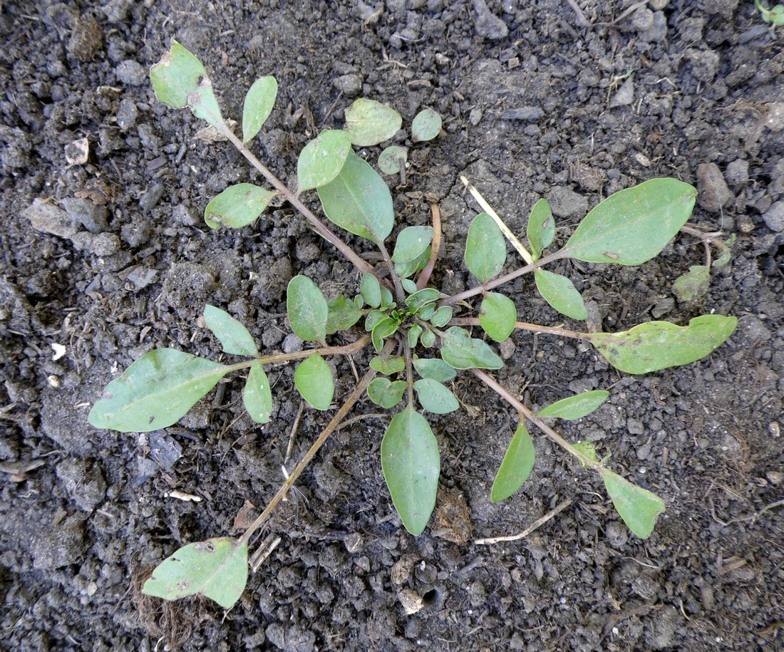 Image of Coreopsis tinctoria specimen.