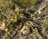 Astragalus physocarpus