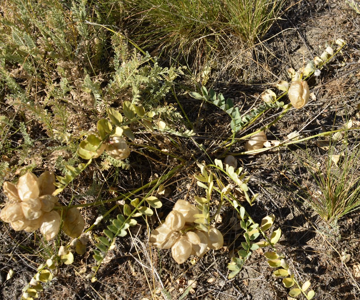 Image of Astragalus physocarpus specimen.